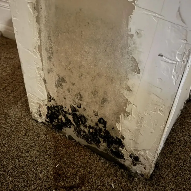 Professional Mold Removal in East Ridge, TN